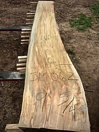 Ambrosia Maple